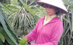 Nông dân sản xuất, kinh doanh giỏi Lào Cai: Trồng thanh long ra hoa đã đẹp, ra quả còn đẹp hơn