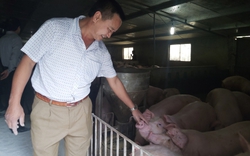 Giá lợn hơi miền Bắc hôm nay: Có nơi cao nhất 69.000 đồng/kg nhưng người chăn nuôi chưa lãi nhiều