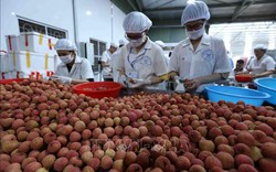 Đưa trái cây Việt Nam xuất khẩu sang Hoa Kỳ