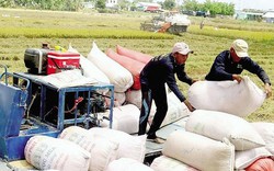 Là nước xuất khẩu gạo hàng đầu thế giới, tại sao Việt Nam vẫn nhập hàng triệu tấn lúa từ Campuchia