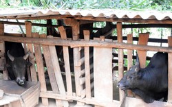 ​Nghệ An: Trâu, bò thịt giảm giá sâu, đồng bào vùng cao gặp khó