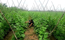 Có tổ hợp tác thu mua rau màu, nông dân một xã ở An Giang không còn lo "dội chợ"