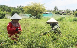 Giá ớt tăng gấp 3-4 lần, nông dân Gia Lai thu lãi 250 - 300 triệu đồng/ha