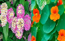 5 cây cảnh nở hoa rực rỡ nhưng có mùi khó chịu, trồng trong nhà ảnh hưởng đến phúc khí