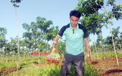 Trồng sâm đại hành, trồng nghệ bọ cạp, bất ngờ nông dân Bình Phước lãi ròng cả trăm triệu/ha