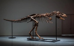 Bộ xương khủng long được bán với giá 6,1 triệu USD khiến giới khoa học phẫn nộ 