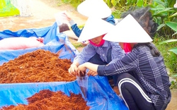 Đối phó với giá phân bón hóa học tăng cao, ở tỉnh này nông dân làm phân bón handmade, hóa ra lại hay