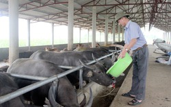 Nuôi gia súc khép kín, nông dân Than Uyên có thu nhập khá