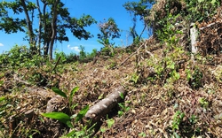 Phó Chủ tịch tỉnh Bình Định vừa ký công văn giữ rừng, chưa đầy 10 ngày thấy "mất rừng"