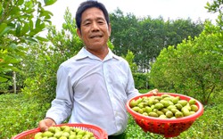 Lấy đất tiền tỷ phố thị trồng trái nhà quê, ông nông dân ngoại thành Sài Gòn hái không kịp bán