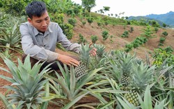 Sơn La: Trồng cây “trăm mắt”, nông dân Chiềng Ơn có thu nhập khá