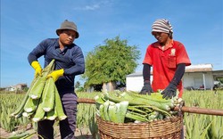 Người trồng nha đam ở Ninh Thuận thu lãi hàng chục triệu đồng mỗi tháng, giá tăng gấp đôi do nắng nóng