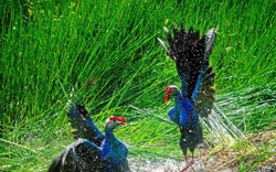 Hấp dẫn với những trải nghiệm đời sống loài chim nước tại rừng tràm U Minh Hạ