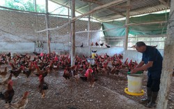Nuôi gà núi Hương Sơn ở Bắc Giang, giá bán gà ta cao chưa từng thấy, nông dân trúng đậm