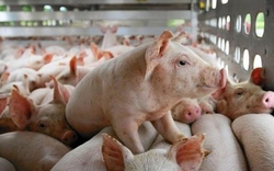 Giá thịt lợn tăng cao, Trung Quốc có tăng nhập khẩu thịt?