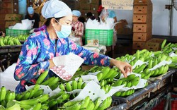 Xuất khẩu tăng 300%, chanh leo Việt Nam càng thêm cơ hội khi Trung Quốc đồng ý nhập khẩu thí điểm