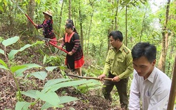 Giao khoán bảo vệ rừng ở Điện Biên, nông dân được hưởng lợi