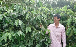 Quỹ Hỗ trợ nông dân "rót vốn" giúp nông dân Kon Tum cải tạo, trồng mới cà phê, nuôi cá