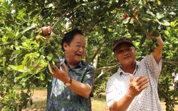 Trồng mắc ca lấy ‘hạt nữ hoàng quả khô’, nông dân bán sướng hơn đi ‘bán vàng’