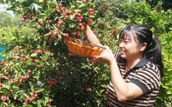 Trồng thứ cây cảnh này ở Ninh Thuận, vườn đã đẹp, ra trái chi chít từng chùm đỏ, ai đi qua cũng ngắm thỏa thuê