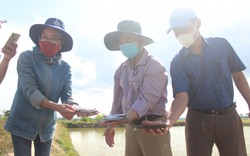 Nuôi cá dìa đặc sản trong ao đất bỏ hoang do nuôi tôm, nông dân Quảng Trị bắt lên bán 140.000 đồng/kg