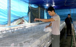 Phú Thọ: Bươn chải đủ nghề vẫn hoàn nghèo, anh trai quay về làng làm chuồng nuôi thỏ lại thành công