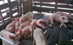 Vì sao giá lợn hơi đồng loạt tăng mạnh, tiến sát mốc 70.000 đồng/kg?