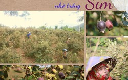 Lào Cai: Chặt bỏ bồ đề, mua 3.000 cây sim giống về trồng thành rừng, ai ngờ thu tiền triệu mỗi ngày
