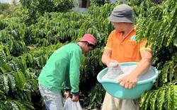 Vườn cà phê của anh nông dân Lâm Đồng chi chít quả, nhiều người tò mò hỏi bí quyết bón phân gì?