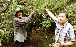 Trồng giống nhãn cơm dày, giòn ngọt, một nông dân Sóc Trăng "bỏ túi" hàng trăm triệu đồng