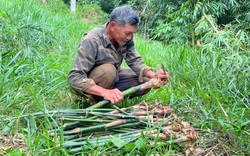 Nhờ vườn cây "trăm đốt" độc nhất vô nhị, vợ chồng lão nông cao nguyên tiền tỷ mỗi tháng