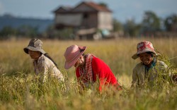 Campuchia bán bao nhiêu nông sản sang Trung Quốc, Việt Nam thêm đối thủ cạnh tranh?