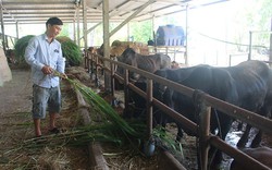 Kế nghiệp cha ông, Lương Công Luân thành nông dân tỉ phú nhờ nuôi bò
