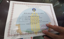 Vụ bảo hộ giống thanh long ruột đỏ LD1, Sở NNPTNT Long An nói: Làm đúng luật