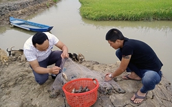 Nông dân Quảng Bình nuôi cá rô đồng trong ruộng lúa hữu cơ, cá tươi roi rói, gạo nấu ra cơm thơm