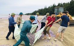 Vụ hàng tấn ngao chết trôi dạt vào bờ biển thị xã Nghi Sơn, Sở NNPTNT báo cáo là loài ngao gì?