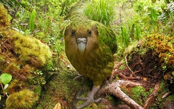 New Zealand nỗ lực cứu loài vẹt không biết bay