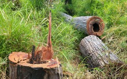Gia Lai: Điều tra vụ phá 6ha rừng tại Kông Chro