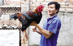 Loài gà quý hiếm nào vẽ trên tranh Đông Hồ ở Bắc Ninh, nếu phục tráng, bảo tồn thì ngày càng đẻ nhiều trứng?