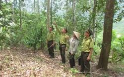 Lai Châu: Động lực để người dân Phong Thổ bảo vệ, phát triển rừng