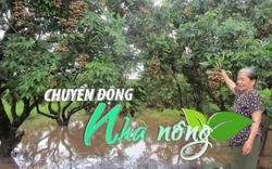 Chuyển động Nhà nông 13/8: Nhiều diện tích nhãn Hưng Yên bị ngập úng