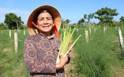 Nữ giám đốc người Chăm ở Ninh Thuận phủ xanh cát trắng bằng "rau vua", giúp đổi thay một vùng quê vốn nghèo khó