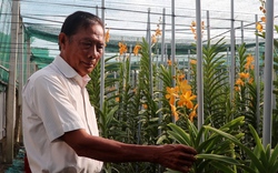 Trồng loại cây có rễ nằm ngoài không khí ông nông dân Sài Gòn thu về hàng trăm triệu đồng 
