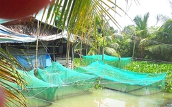 Nuôi cá lóc trong vèo, 3 tháng đã được thu, nông dân Hậu Giang vui vì bắt đến đâu bán hết đến đó