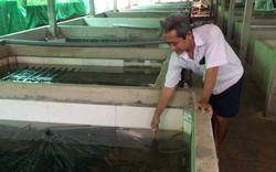 Làm hồ trên cạn nuôi dày đặc con đặc sản, một nông dân Tây Ninh khiến cả làng phục lăn