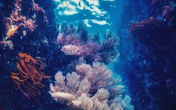 Những rạn san hô tuyệt đẹp dưới đáy biển Việt Nam