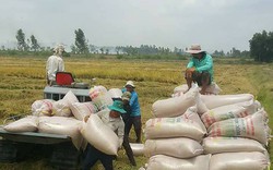 Nông dân trồng lúa đi mua phân bón, đến nơi mới giật mình bị hụt tiền, vì sao vậy?
