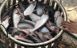 Giá cá tra cao kỷ lục