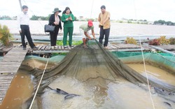 Phó Chủ tịch BCH TƯ Hội NDVN Cao Xuân Thu Vân: Vận động nông dân sản xuất, phải hỗ trợ, kết nối nơi tiêu thụ