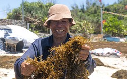 Quảng Ngãi: Thứ đặc sản lạ lẫm, độc đáo, có giá trị dinh dưỡng cao của biển của được nhiều người "săn lùng"